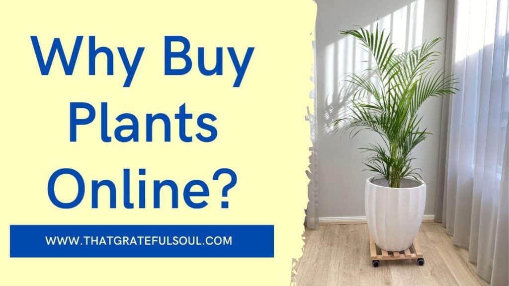 Shop online for plants