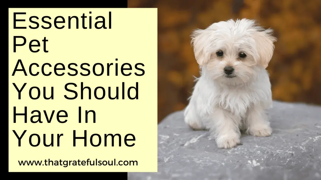 Essential Pet Accessories You Should Have In Your Home
