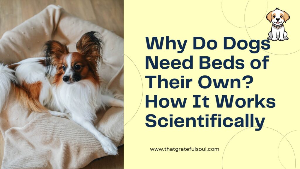 Why Do Dogs Need Beds of Their Own How It Works Scientifically
